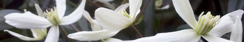 b_spring_honeysuckle